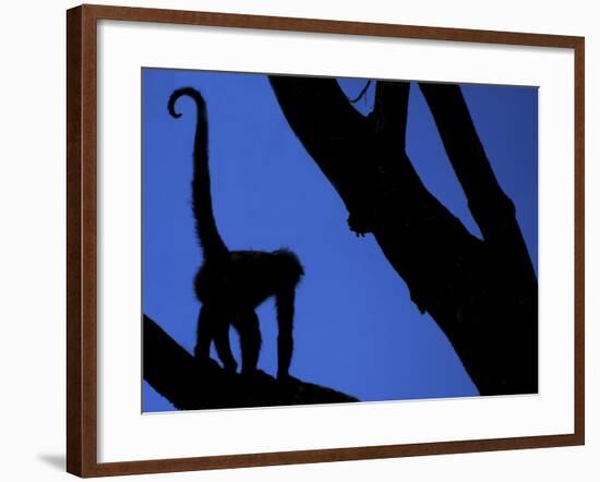 Silhouette of Black-Handed Spider Monkey Standing in Tree, Costa Rica-Edwin Giesbers-Framed Photographic Print
