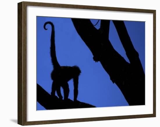 Silhouette of Black-Handed Spider Monkey Standing in Tree, Costa Rica-Edwin Giesbers-Framed Photographic Print