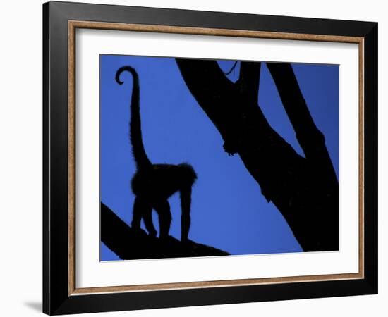 Silhouette of Black-Handed Spider Monkey Standing in Tree, Costa Rica-Edwin Giesbers-Framed Photographic Print