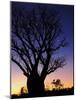 Silhouette of Boab Tree and Moon, Kimberley, Western Australia, Australia, Pacific-Schlenker Jochen-Mounted Photographic Print