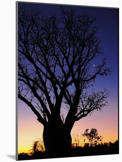 Silhouette of Boab Tree and Moon, Kimberley, Western Australia, Australia, Pacific-Schlenker Jochen-Mounted Photographic Print