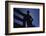 Silhouette of Boy Leaning Against Fence-William P. Gottlieb-Framed Photographic Print