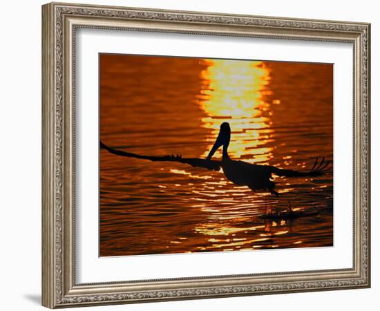 Silhouette of Brown Pelican Taking Flight, Bolsa Chica Lagoon, California, USA-Arthur Morris-Framed Photographic Print