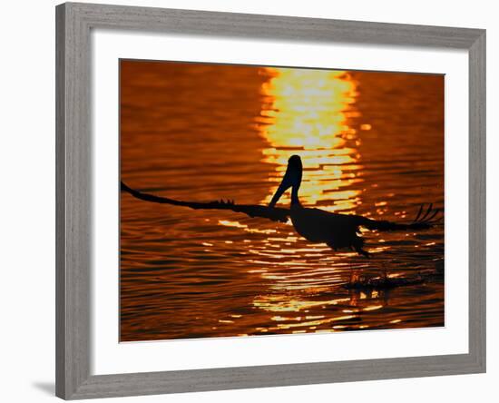 Silhouette of Brown Pelican Taking Flight, Bolsa Chica Lagoon, California, USA-Arthur Morris-Framed Photographic Print