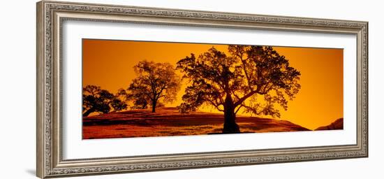 Silhouette of California Oaks Trees, Central Coast, California, USA-null-Framed Photographic Print