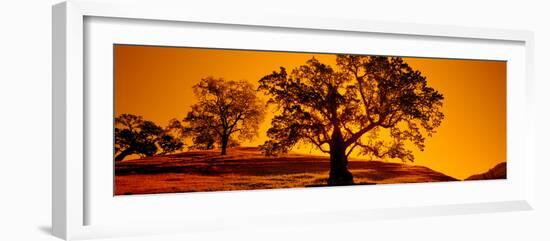 Silhouette of California Oaks Trees, Central Coast, California, USA-null-Framed Photographic Print