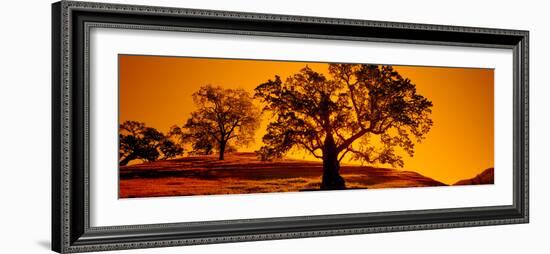 Silhouette of California Oaks Trees, Central Coast, California, USA-null-Framed Photographic Print