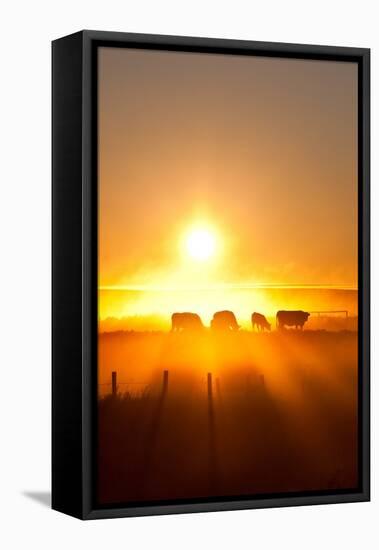 Silhouette of Cattle Walking across the Plans in Sunset-ImagineGolf-Framed Premier Image Canvas