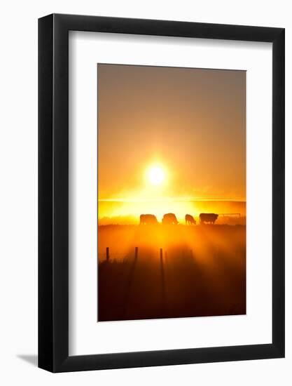 Silhouette of Cattle Walking across the Plans in Sunset-ImagineGolf-Framed Photographic Print