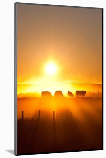 Silhouette of Cattle Walking across the Plans in Sunset-ImagineGolf-Mounted Photographic Print