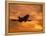 Silhouette of Commercial Airplane at Sunset-Mitch Diamond-Framed Premier Image Canvas