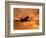 Silhouette of Commercial Airplane at Sunset-Mitch Diamond-Framed Photographic Print