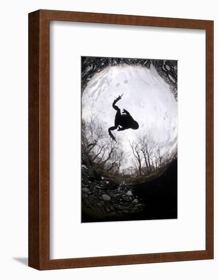 Silhouette of Common Toad (Bufo Bufo) Swimming in River Orchy, Highlands, Scotland, UK, April-Alex Mustard-Framed Photographic Print