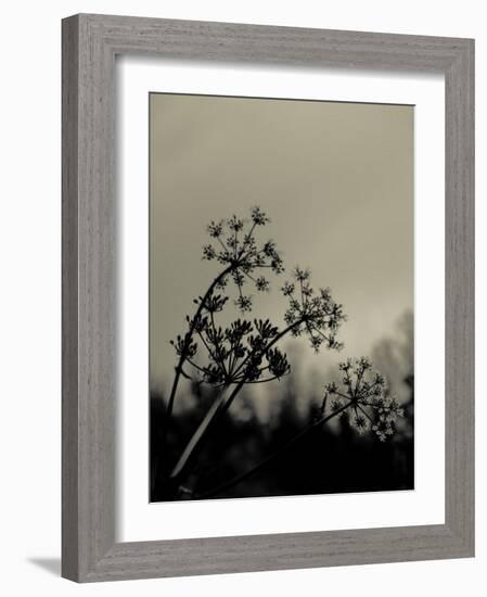 Silhouette of Cow Parsley-David Ridley-Framed Photographic Print