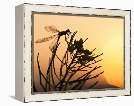 Silhouette of Damselfly, Lee Metcalf National Wildlife Refuge, Montana, USA-Nancy Rotenberg-Framed Premier Image Canvas