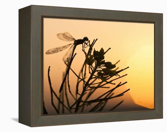 Silhouette of Damselfly, Lee Metcalf National Wildlife Refuge, Montana, USA-Nancy Rotenberg-Framed Premier Image Canvas