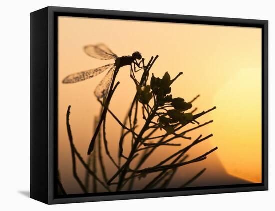 Silhouette of Damselfly, Lee Metcalf National Wildlife Refuge, Montana, USA-Nancy Rotenberg-Framed Premier Image Canvas