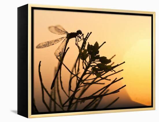 Silhouette of Damselfly, Lee Metcalf National Wildlife Refuge, Montana, USA-Nancy Rotenberg-Framed Premier Image Canvas