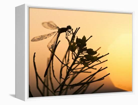 Silhouette of Damselfly, Lee Metcalf National Wildlife Refuge, Montana, USA-Nancy Rotenberg-Framed Premier Image Canvas