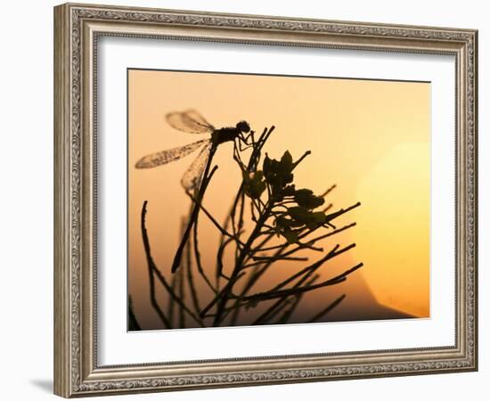 Silhouette of Damselfly, Lee Metcalf National Wildlife Refuge, Montana, USA-Nancy Rotenberg-Framed Photographic Print