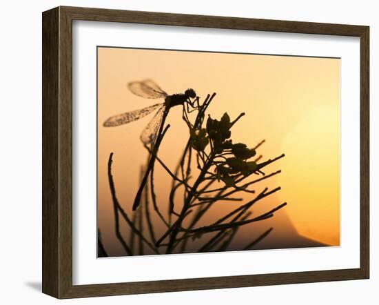 Silhouette of Damselfly, Lee Metcalf National Wildlife Refuge, Montana, USA-Nancy Rotenberg-Framed Photographic Print