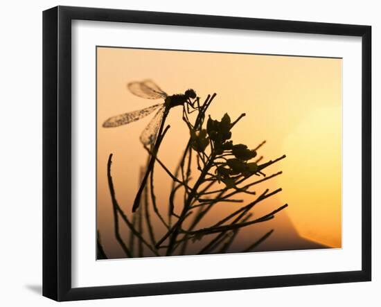 Silhouette of Damselfly, Lee Metcalf National Wildlife Refuge, Montana, USA-Nancy Rotenberg-Framed Photographic Print