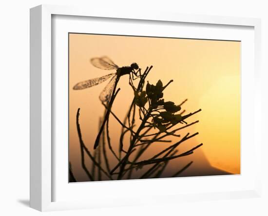 Silhouette of Damselfly, Lee Metcalf National Wildlife Refuge, Montana, USA-Nancy Rotenberg-Framed Photographic Print