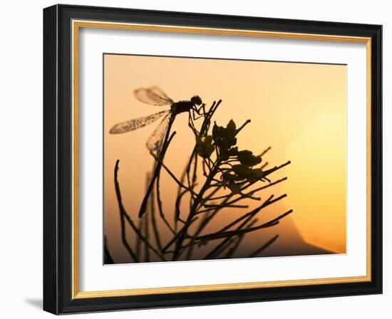 Silhouette of Damselfly, Lee Metcalf National Wildlife Refuge, Montana, USA-Nancy Rotenberg-Framed Photographic Print