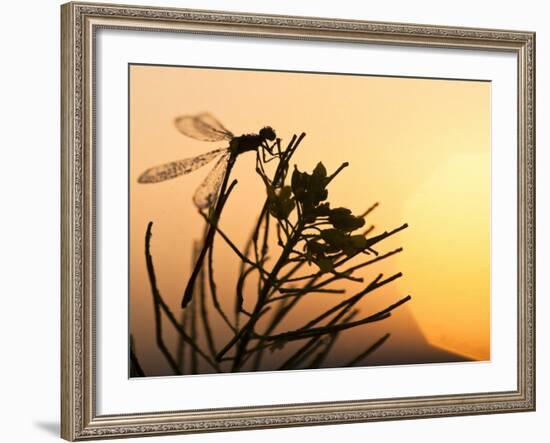 Silhouette of Damselfly, Lee Metcalf National Wildlife Refuge, Montana, USA-Nancy Rotenberg-Framed Photographic Print