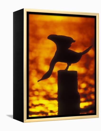 Silhouette of Double Crested Cormorant on Pile at Sunset, Jamaica Bay Wildlife Refuge, New York-Arthur Morris-Framed Premier Image Canvas