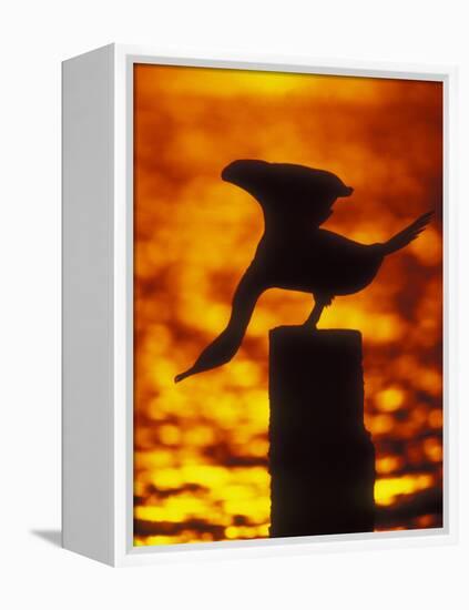 Silhouette of Double Crested Cormorant on Pile at Sunset, Jamaica Bay Wildlife Refuge, New York-Arthur Morris-Framed Premier Image Canvas