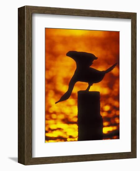 Silhouette of Double Crested Cormorant on Pile at Sunset, Jamaica Bay Wildlife Refuge, New York-Arthur Morris-Framed Photographic Print