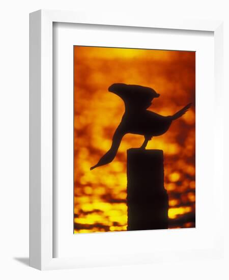 Silhouette of Double Crested Cormorant on Pile at Sunset, Jamaica Bay Wildlife Refuge, New York-Arthur Morris-Framed Photographic Print