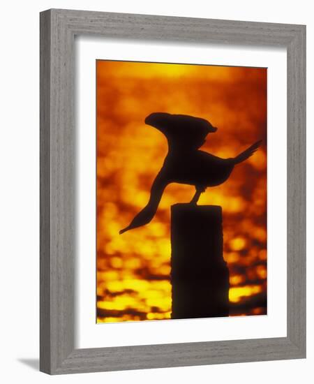 Silhouette of Double Crested Cormorant on Pile at Sunset, Jamaica Bay Wildlife Refuge, New York-Arthur Morris-Framed Photographic Print