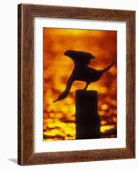 Silhouette of Double Crested Cormorant on Pile at Sunset, Jamaica Bay Wildlife Refuge, New York-Arthur Morris-Framed Photographic Print