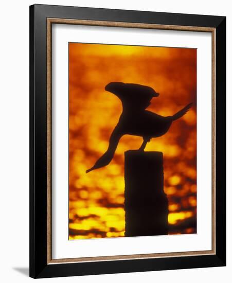 Silhouette of Double Crested Cormorant on Pile at Sunset, Jamaica Bay Wildlife Refuge, New York-Arthur Morris-Framed Photographic Print