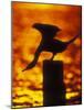 Silhouette of Double Crested Cormorant on Pile at Sunset, Jamaica Bay Wildlife Refuge, New York-Arthur Morris-Mounted Photographic Print
