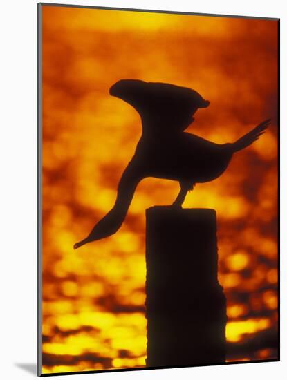 Silhouette of Double Crested Cormorant on Pile at Sunset, Jamaica Bay Wildlife Refuge, New York-Arthur Morris-Mounted Photographic Print