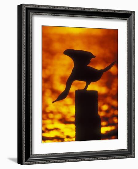 Silhouette of Double Crested Cormorant on Pile at Sunset, Jamaica Bay Wildlife Refuge, New York-Arthur Morris-Framed Photographic Print