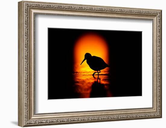 Silhouette of Dunlin foraging in shallow waters, Poland-Mateusz Piesiak-Framed Photographic Print