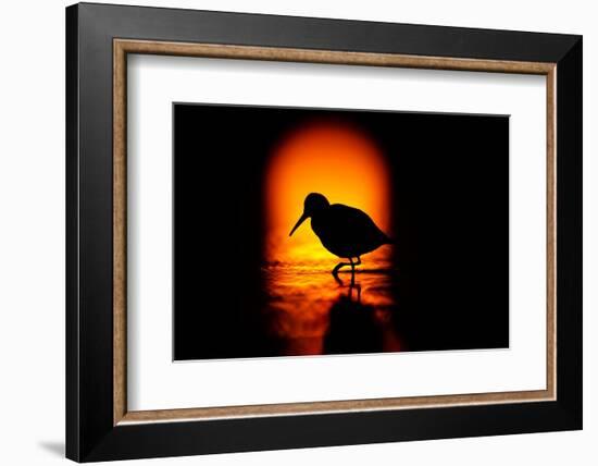 Silhouette of Dunlin foraging in shallow waters, Poland-Mateusz Piesiak-Framed Photographic Print