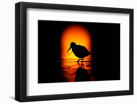 Silhouette of Dunlin foraging in shallow waters, Poland-Mateusz Piesiak-Framed Photographic Print
