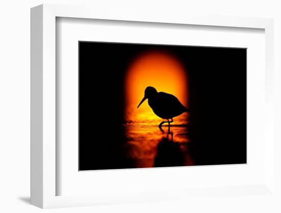 Silhouette of Dunlin foraging in shallow waters, Poland-Mateusz Piesiak-Framed Photographic Print