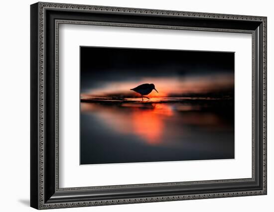 Silhouette of Dunlin in the last rays of setting sun, Poland-Mateusz Piesiak-Framed Photographic Print