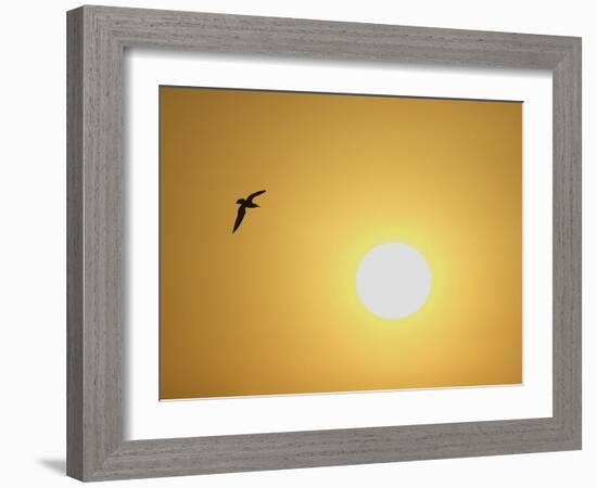 Silhouette of Flying Ring-Billed Gull at Sunrise, Merritt Island National Wildlife Refuge-Arthur Morris-Framed Photographic Print