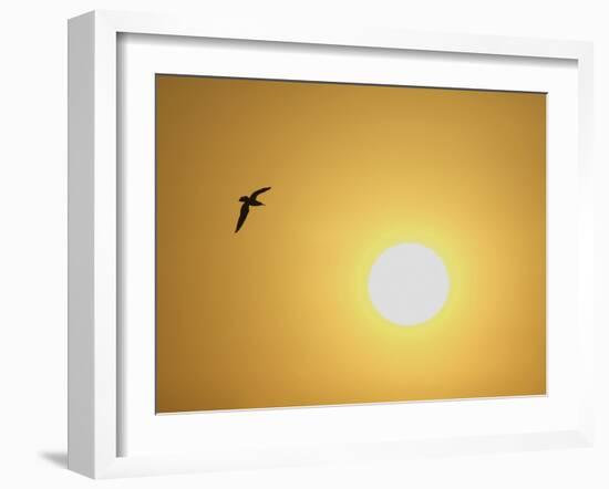 Silhouette of Flying Ring-Billed Gull at Sunrise, Merritt Island National Wildlife Refuge-Arthur Morris-Framed Photographic Print