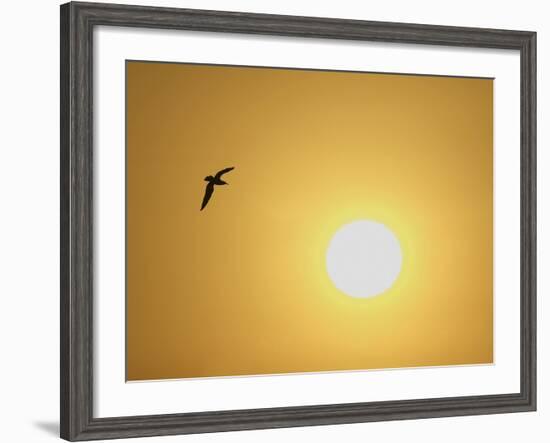 Silhouette of Flying Ring-Billed Gull at Sunrise, Merritt Island National Wildlife Refuge-Arthur Morris-Framed Photographic Print