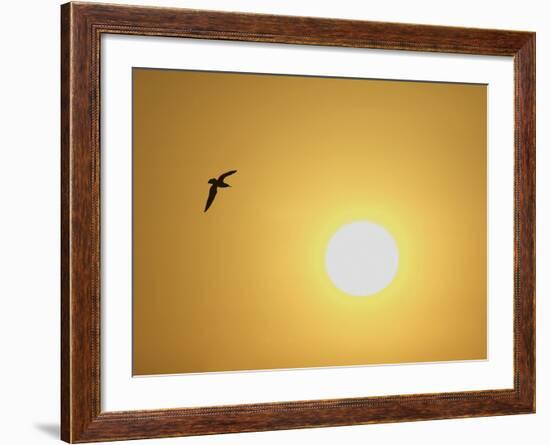 Silhouette of Flying Ring-Billed Gull at Sunrise, Merritt Island National Wildlife Refuge-Arthur Morris-Framed Photographic Print