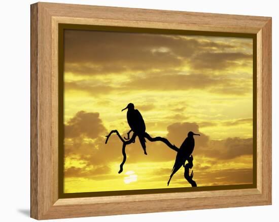 Silhouette of Frigate Birds on Tree Limb at Sunset, Galapagos Islands, Ecuador-Jim Zuckerman-Framed Premier Image Canvas