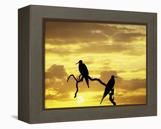 Silhouette of Frigate Birds on Tree Limb at Sunset, Galapagos Islands, Ecuador-Jim Zuckerman-Framed Premier Image Canvas